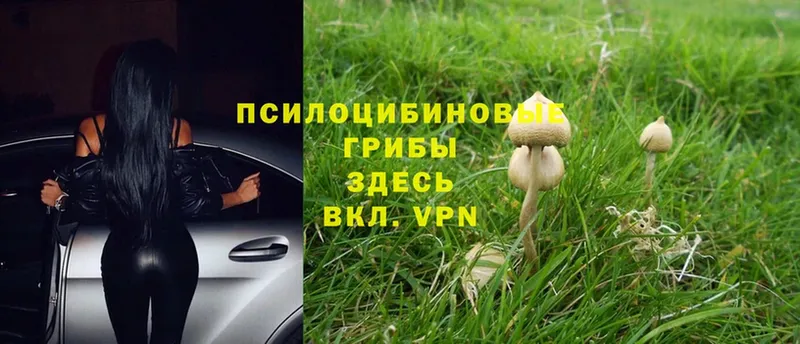 MEGA зеркало  Навашино  Галлюциногенные грибы Cubensis 